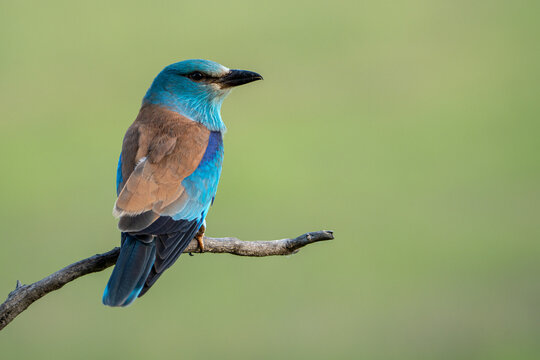 lilac breasted roller on the branch