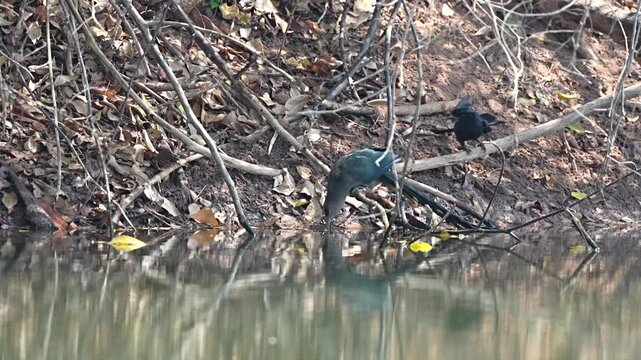 The Great Hornbill and the Long-tailed Drongo are bending down to drink water.