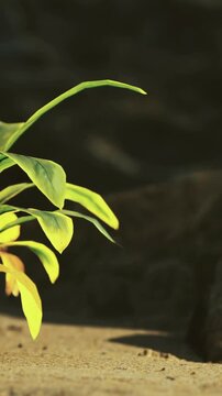A green plant is growing on the ground next to a rock in a natural setting. Sunlight shines on the plant, highlighting its leaves and surroundings. The scene appears bright and lively.
