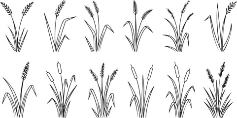 Fototapeta premium Simple Nature Sketches of Grain Stalks and Field Grass for Branding