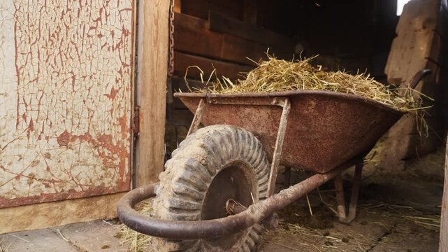 Low-angle view of stable workers filling a wheelbarrow with manure and straw. Emphasizes physical labor, agricultural workflow, and rural productivity.