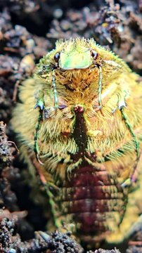 Extreme macro front view of beetle face with legs and fine hair details