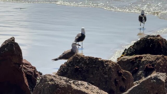 Seagulls looking for food along the coast