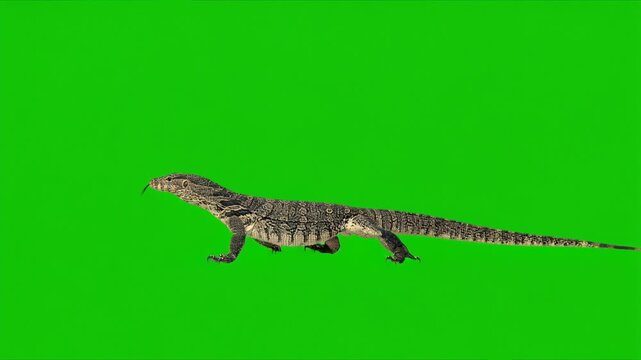Monitor lizard walking on a green screen for vfx projects