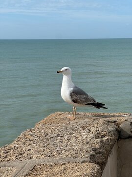 Seagull bird