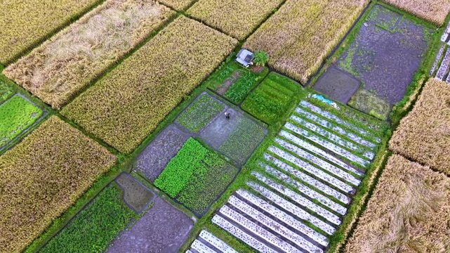Aerial View of Balinese Subak Rice Fields and Agricultural Landscape