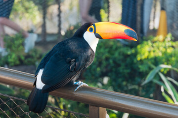 Obraz premium Toco toucan, a tropical bird, perching on a railing, showing its characteristic black plumage and orange beak