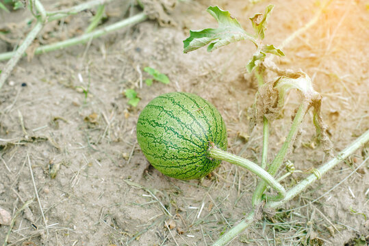 Watermelon growing on ground among vines in sunny countryside field. Organic agriculture, natural produce. Watermelon fruit developing on soil. Immature watermelon resting on soil with vines