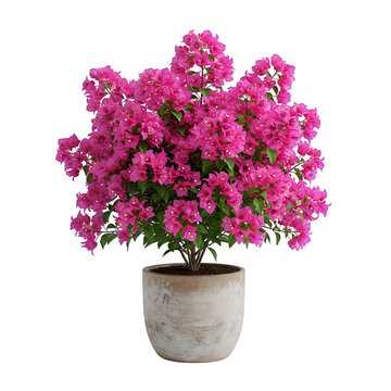 Beautiful purple flowers in a gray ceramic pot isolated on transparent background
