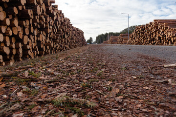 Fresh cut logs in heaps by the road © Ida Wastensson