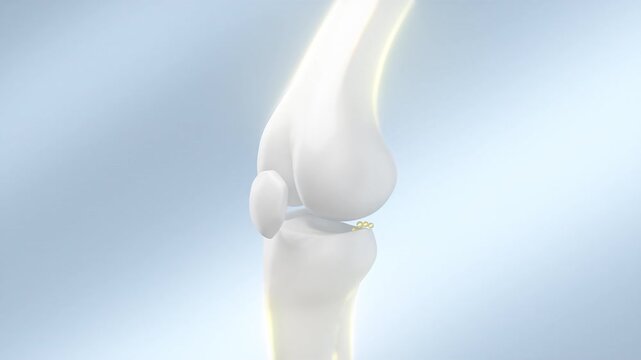 Human bone with calcium and vitamins that are absorbed to strengthen the bone.