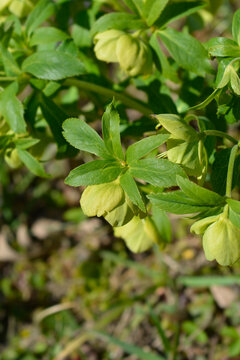 Early green hellebore flowers - Latin name - Helleborus multifidus
