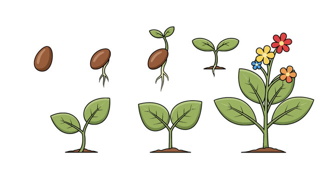 Cartoon illustration depicting plant growth stages from seed germination to blooming with colorful flowers on white background