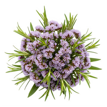 Purple flowering plant with green leaves on white background isolated on transparent background