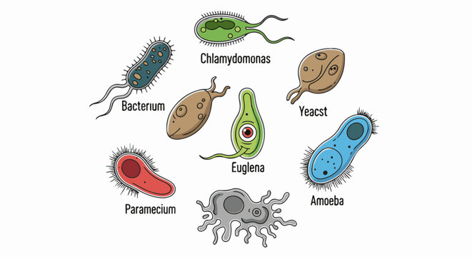 Various microscopic organisms with labels displayed on white background