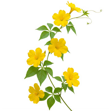 Bright yellow flowers with green leaves on transparent background isolated on transparent background