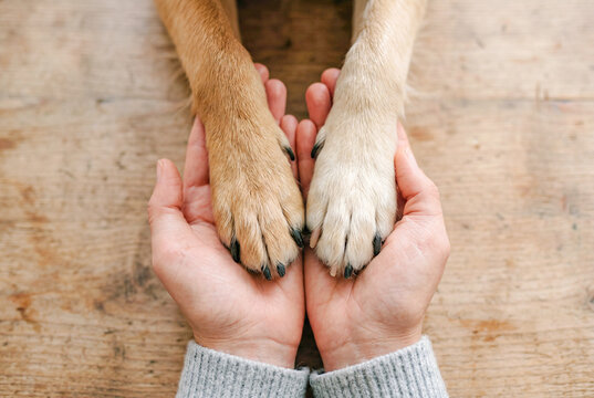 犬の手と人の手
