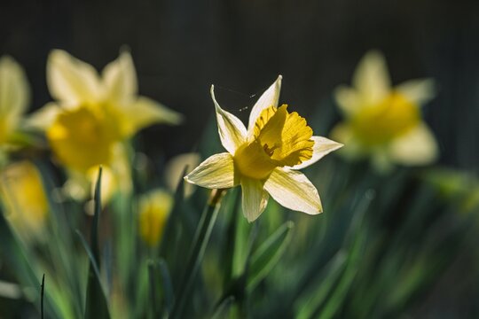 Beautiful Wild Yellow Daffodils Blooming in Alpine Meadow, Spring Easter Background, Narcissus Flowers in Allg&auml;u Alps, Germany
