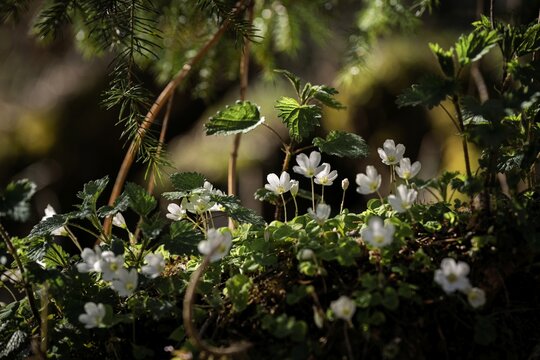 Delicate White Wood Sorrel Flowers Blooming in Spring Forest, Oxalis Acetosella in Natural Sunlight, Wild Alpine Flora, Allg&auml;u Alps