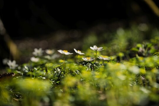 Small White Wood Anemone Flowers Blooming in Spring Forest, Wild Anemone Nemorosa in Sunlight, Alpine Flora Landscape, Allg&auml;u Alps, Germany
