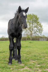 Fototapeta premium Charencey, France - 04 11 2026: Domaine de La Lochetière. A frail black foal with a white patch on its head standing in a grassy field in a cloudy grey sky