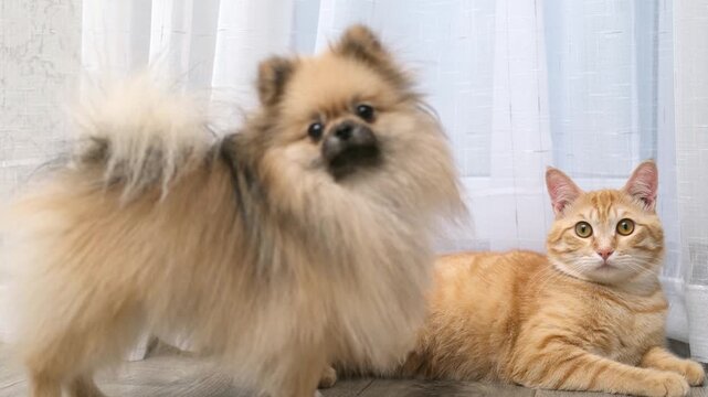 A cute Pomeranian dog plays with a ginger cat on the floor at home