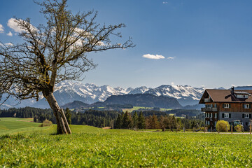 Naklejka premium Panoramic View of Green Spring Meadows and Old Tree with Snow-Capped Allgaeu Alps and Oberstdorf Mountains in Background, Traditional Bavarian Farmhouse in Rural Sonthofen Region, Germany