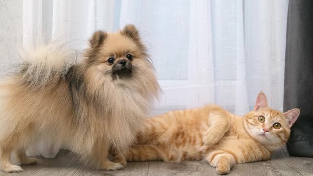 A cute Pomeranian dog plays with a ginger cat on the floor at home
