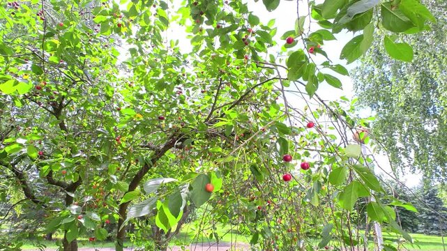 A cherry tree grows on a grassy lawn next to a tiled footpath. Red ripe berries hang from its branches. There is a building, trees and lampposts nearby. The sun shines through the branches. Sunny summ