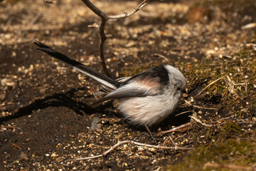 Orite à longue queue © JAG IMAGES