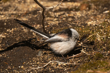 Orite à longue queue © JAG IMAGES