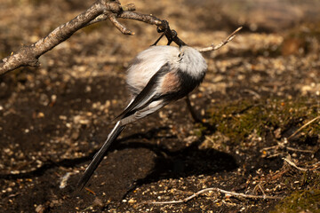Orite à longue queue © JAG IMAGES