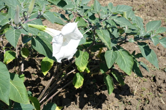 Tubular white flower of Datura innoxia in July