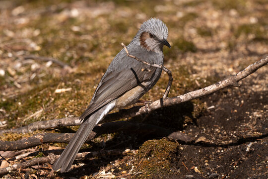 Bulbul &agrave; oreillons bruns