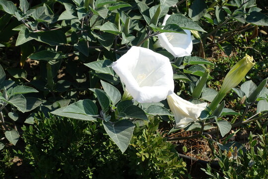White flowers of Datura innoxia in mid September