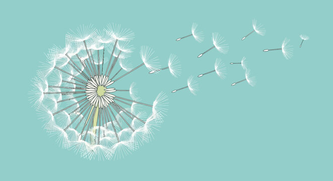 Dandelion seed head shedding seeds in the wind illustration on blue background conceptual illustration of fragility and dispersal
