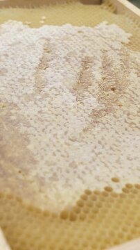 Honey frame for feeding bees in spring apiary, close-up video footage.