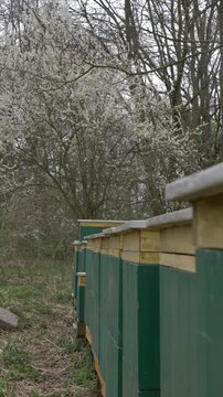 Beehives in mid-April apiary with blooming trees background, spring, Poland.