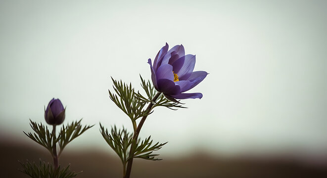 Delicate purple pasqueflower with water droplets and bud on stem, subtle hazy background, evoking spring and nature's beauty