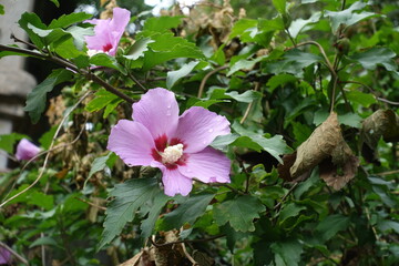 Water drops on two pink flowers of Hibiscus syriacus in August © Anna