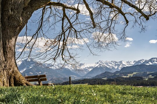 Breathtaking View from a Wooden Bench under a Large Tree over Green Meadows towards the Snow-Capped Allgaeu Alps and Oberstdorf Mountains, Scenic Spring Landscape in Bavaria, Germany