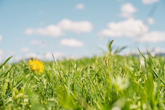 Yellow Dandelion Blooming in Lush Green Alpine Meadow under Blue Sky with White Clouds, Spring Nature Background in Allgaeu, Bavaria, Southern Germany
