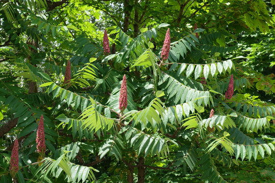 Ripening fruits in the leafage of Rhus typhina in June