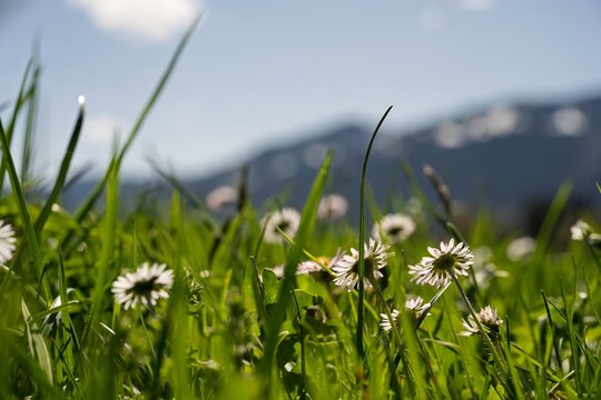 Close-up of Yellow Daffodil Blooming in Spring Sunlight, Wild Narcissus Flower in Alpine Meadow, Easter Nature Background, Allgaeu Alps, Southern Germany