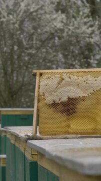 Honey frame on hive lid in April spring, blooming trees background, apiary.