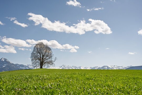 Solitary Tree on Green Hill with Panoramic View of Snow-Capped Allgaeu Alps and Oberstdorf Mountains, Scenic Spring Landscape under Blue Sky, Bavaria, Germany