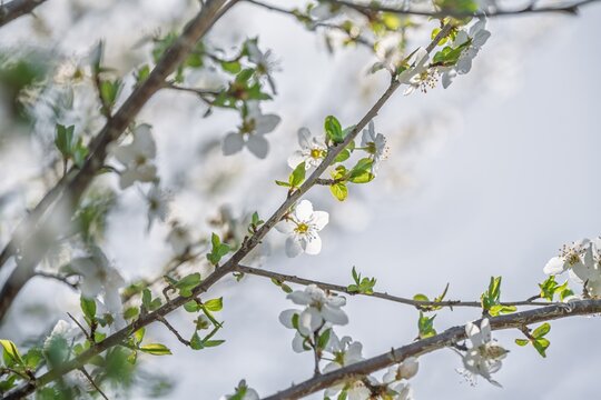 Delicate White Fruit Tree Blossoms Blooming in Spring Sunlight, Fresh Cherry or Apple Flowers on Branches Against Bright Sky, Soft Nature Background, Allgaeu