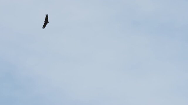 Large dark raptor with wide wingspan soaring high in pale blue overcast sky, full wing spread visible against minimal background, distant view