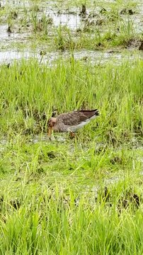 Zwei beringte Uferschnepfen in Deutschland &ndash; Limosa limosa bei Nahrungssuche sowie Gefiederpflege und Baden in Feuchtwiesen im nat&uuml;rlichen Lebensraum