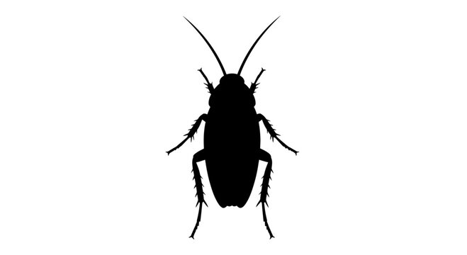 Black Cockroach Silhouette Isolated on White.
